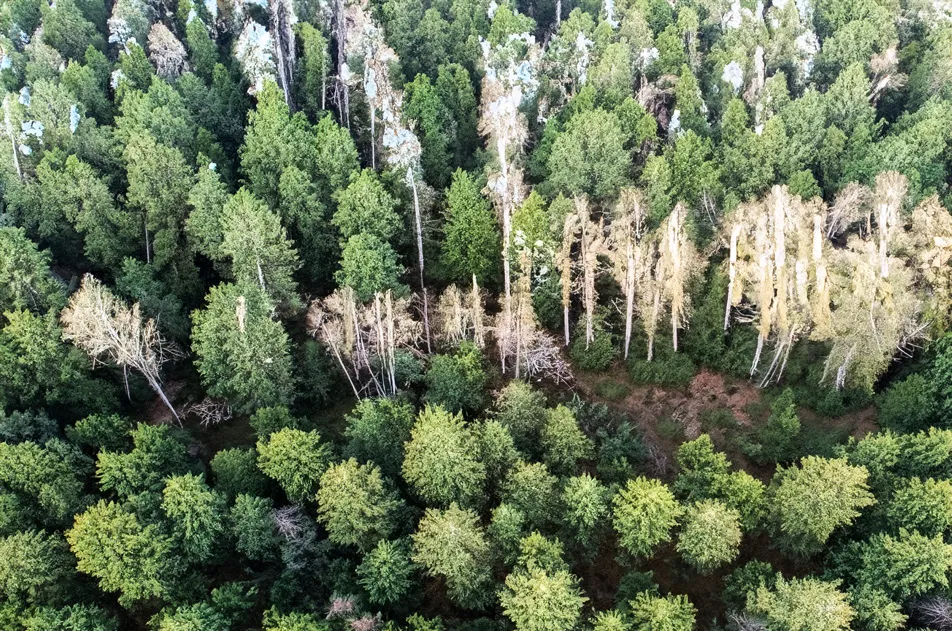 Land, Draußen, Baum, Vegetation, Wald, 